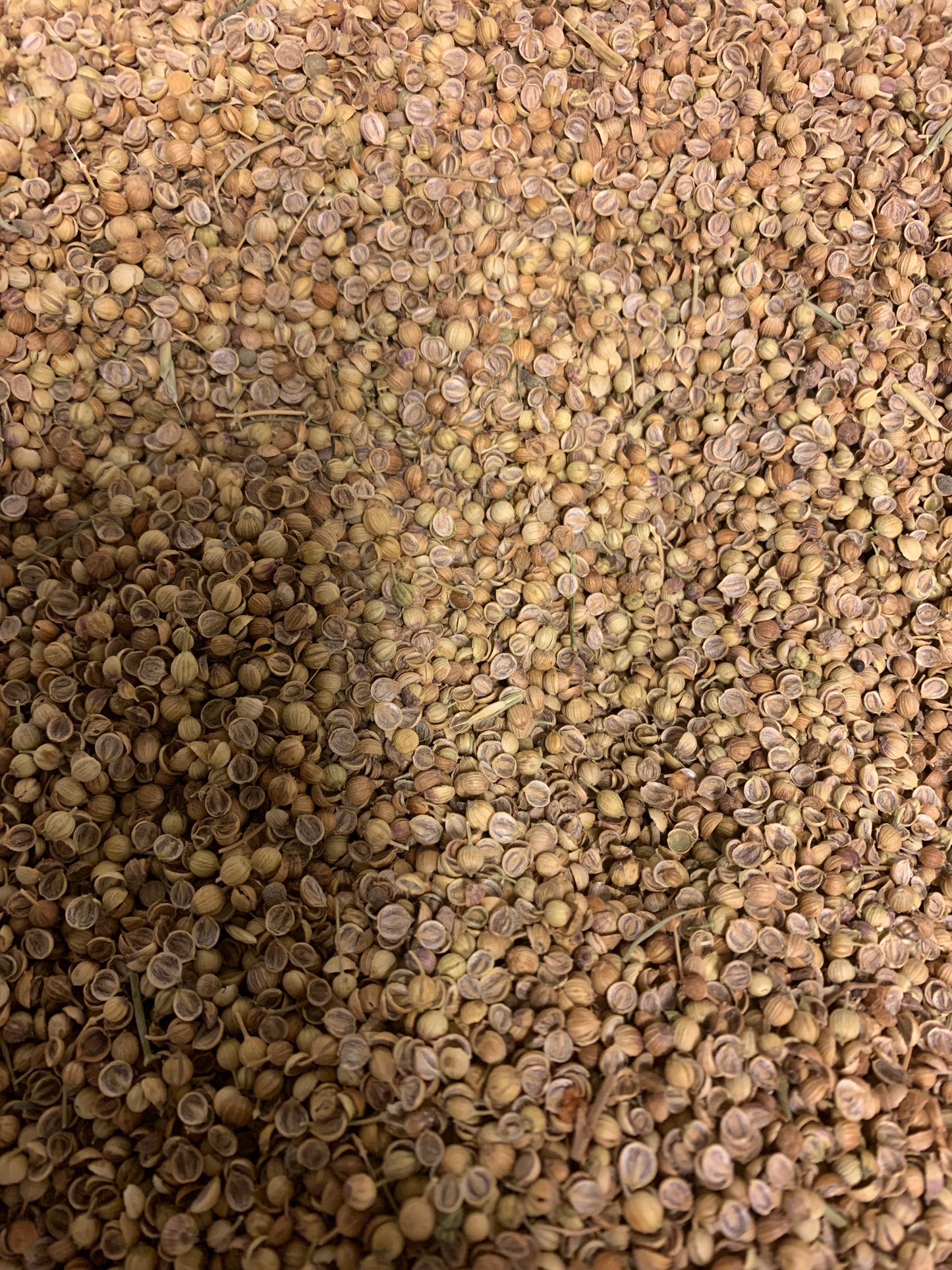 Koriander Frön Hel Från Afghanistan 75g