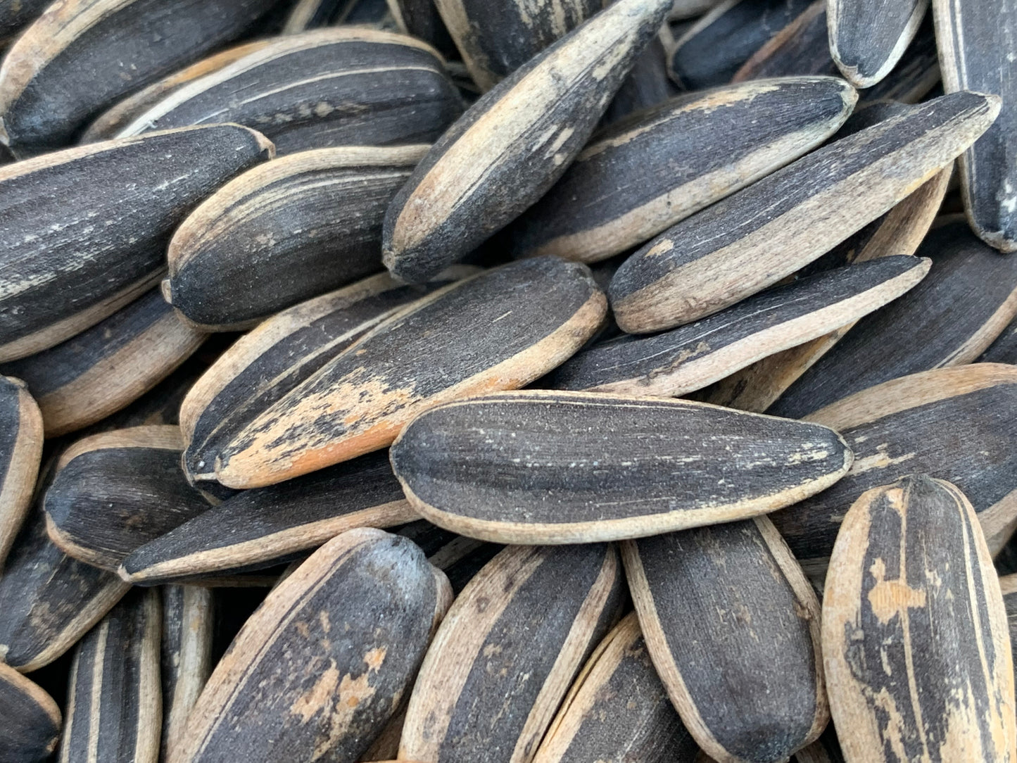 Rostade/saltade Solrosfrön 500g