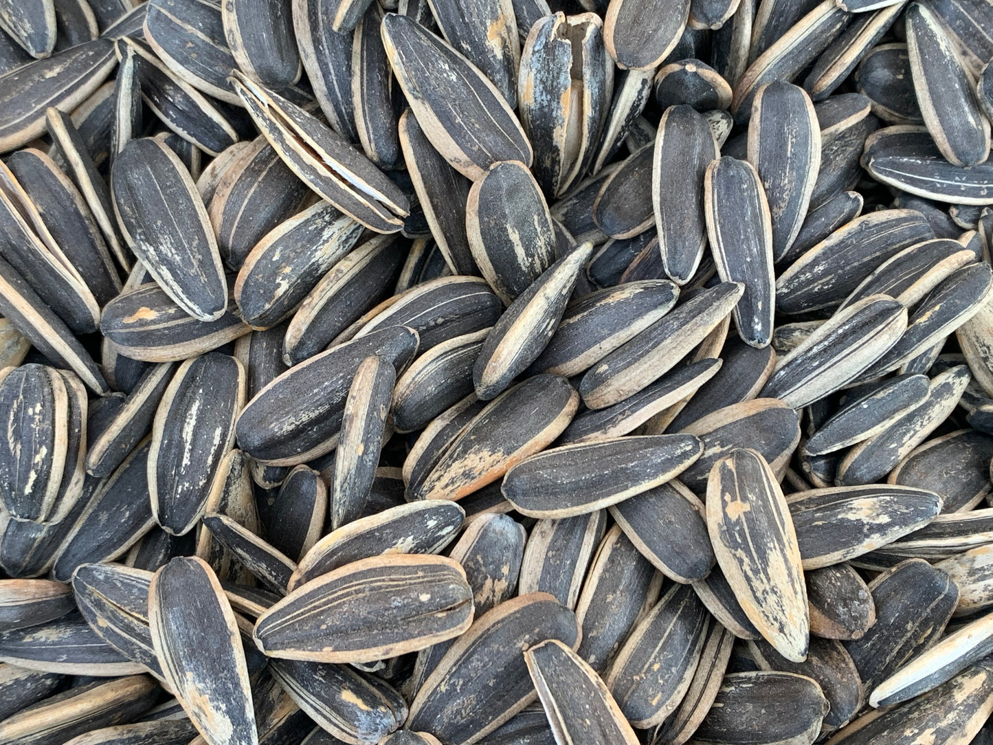 Rostade/saltade Solrosfrön 500g