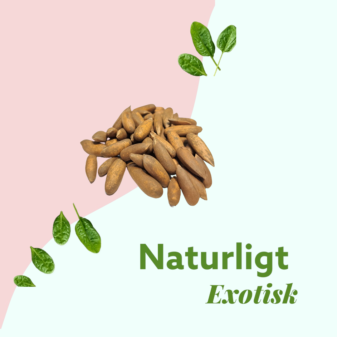 Pine nuts from Afghanistan