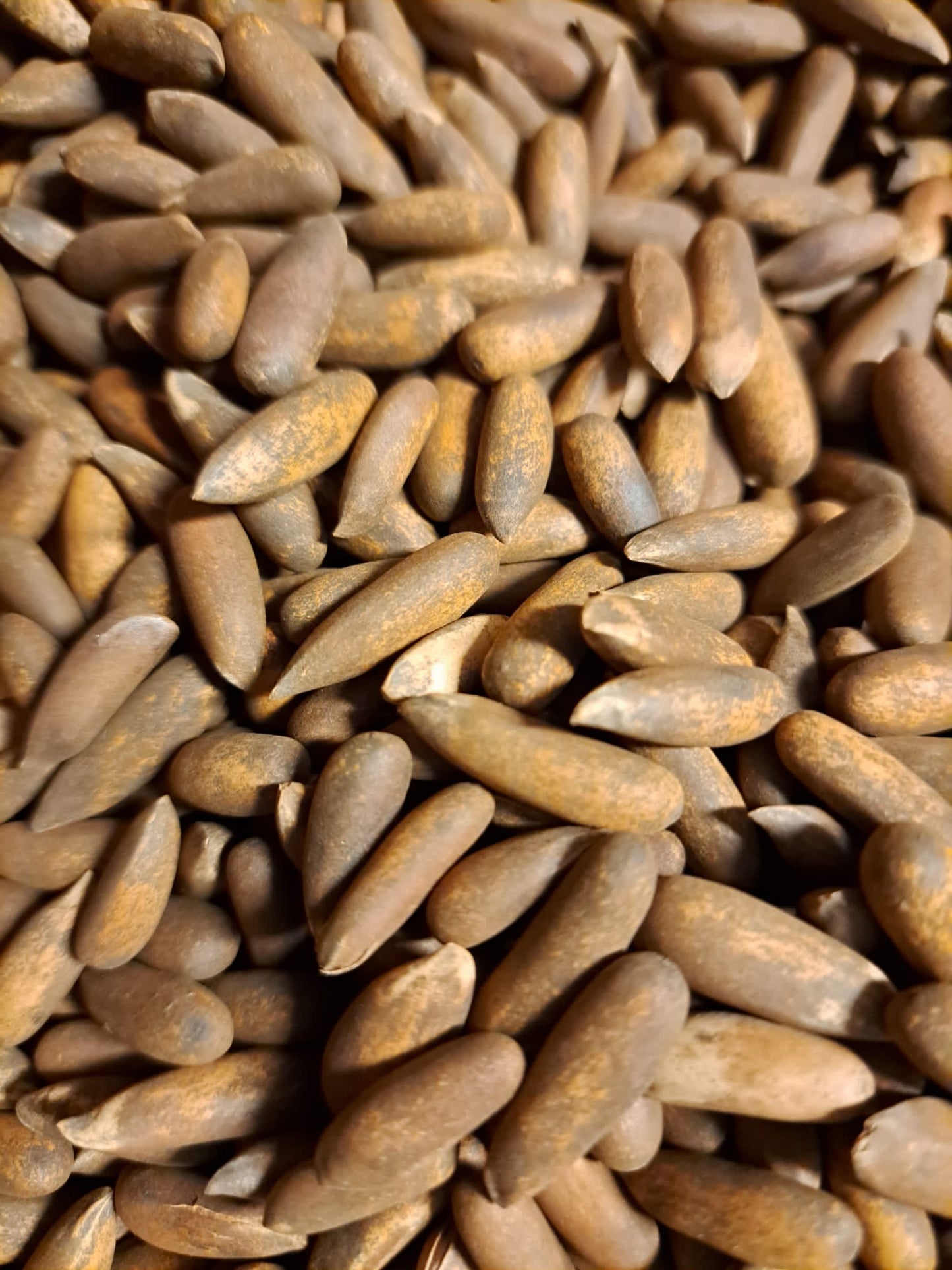 Pine nuts from Afghanistan
