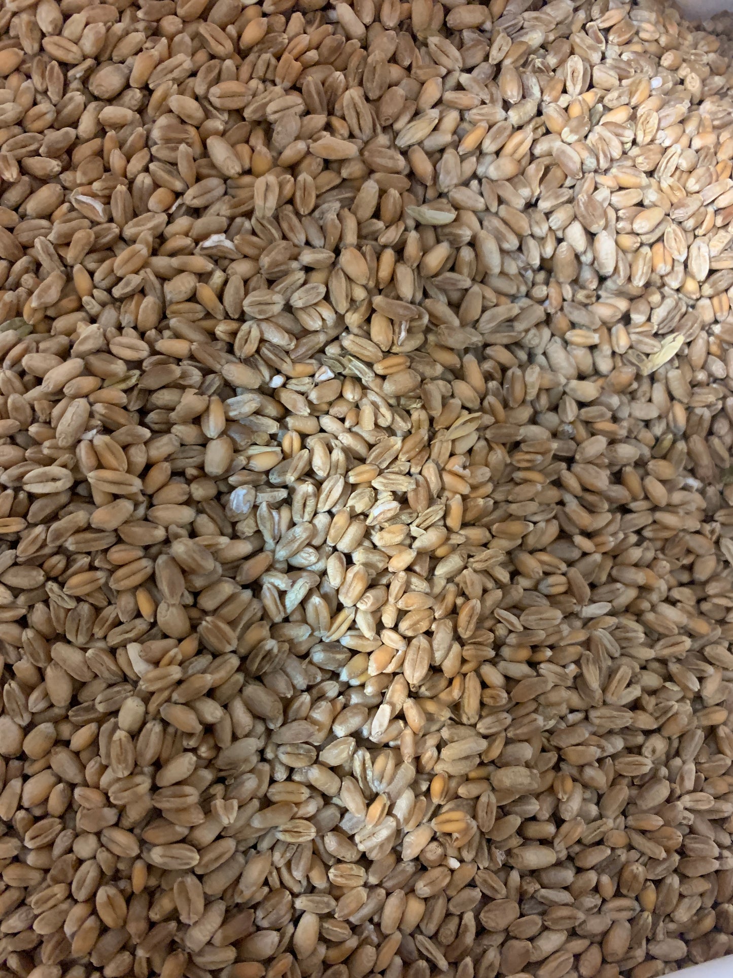 Vetemjöl för sabza /گندم
