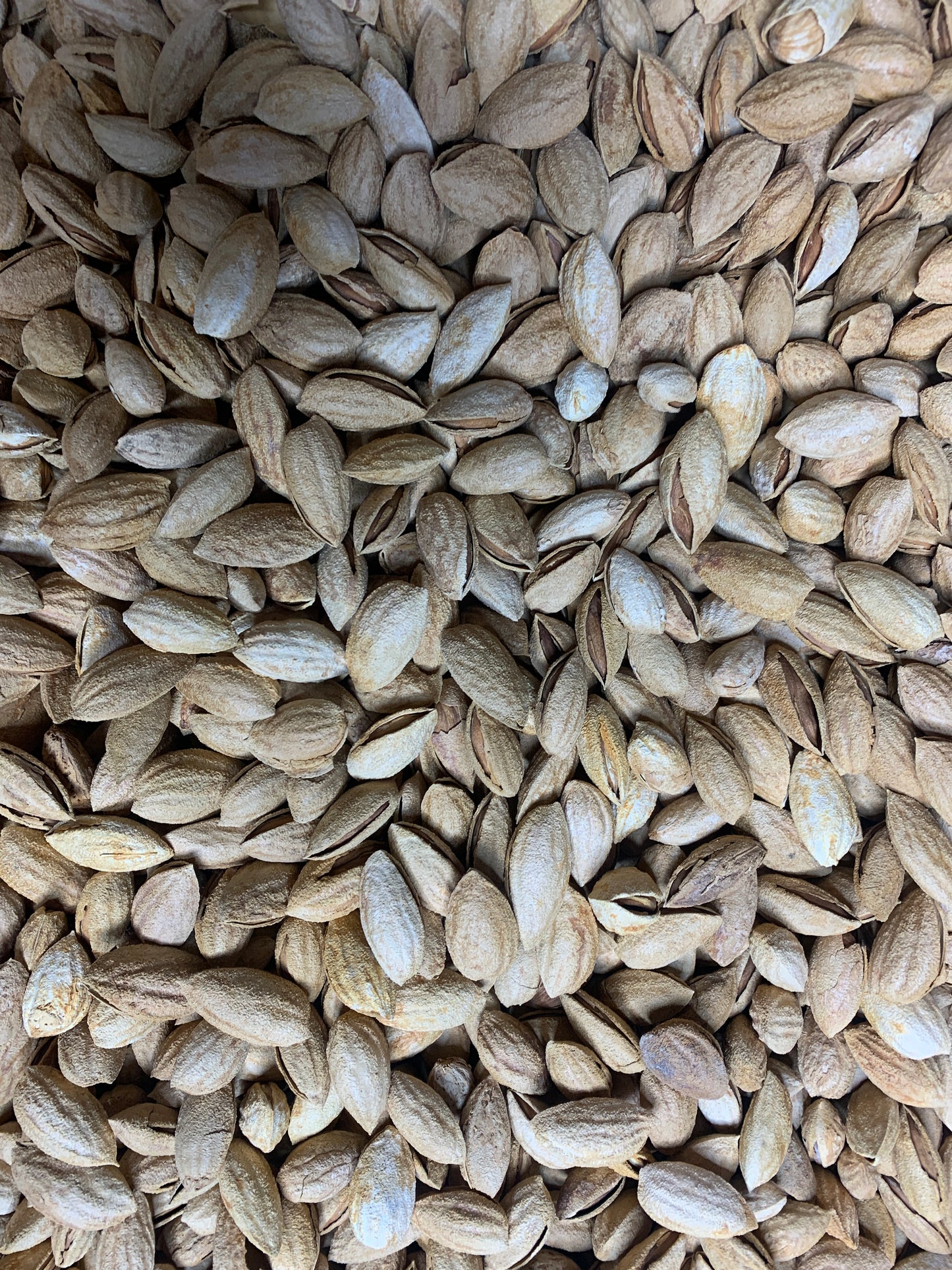 Naturliga mandlar med skal från Afghanistan 500g