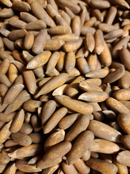 Pinjenötter från Afghanistan